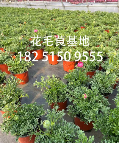 小众送妈妈的花有哪些花