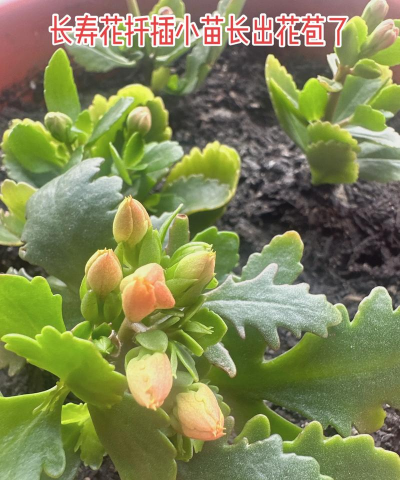 小众送妈妈的花有哪些花