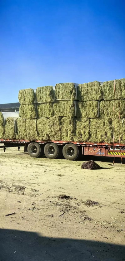 小众送妈妈的花有哪些花