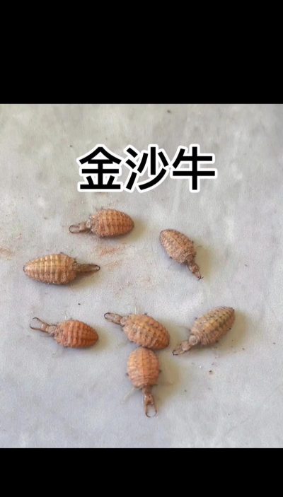 世界上最小的牛