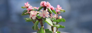 小众送妈妈的花有哪些花