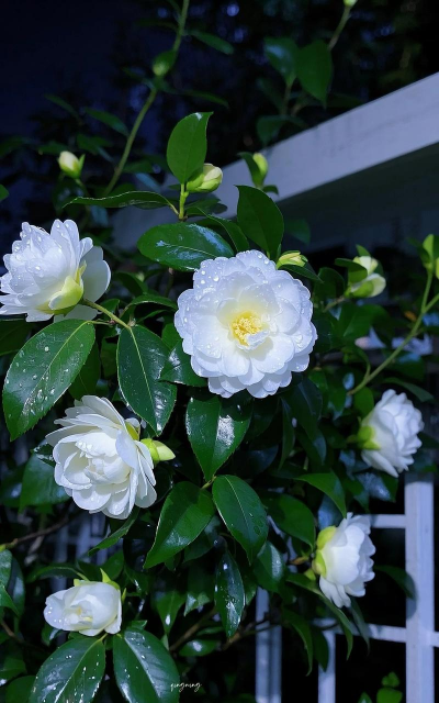 白山茶是什么花 白山茶是什么花