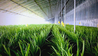 小众送妈妈的花有哪些花