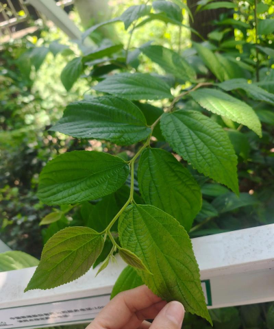 小众送妈妈的花有哪些花