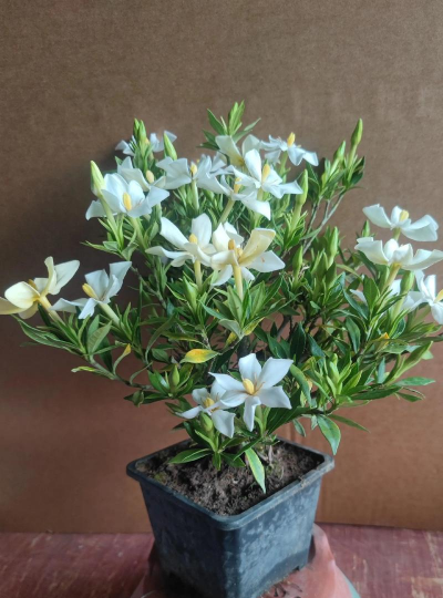 小众送妈妈的花有哪些花