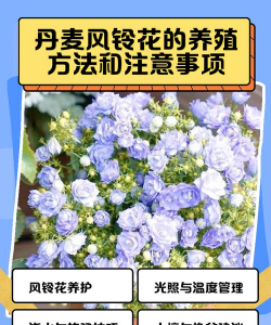 小众送妈妈的花有哪些花