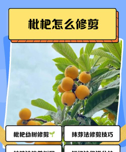 枇杷树怎么修剪