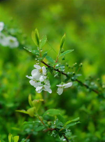 小众送妈妈的花有哪些花