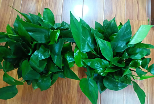 小众送妈妈的花有哪些花