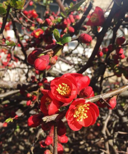 小众送妈妈的花有哪些花