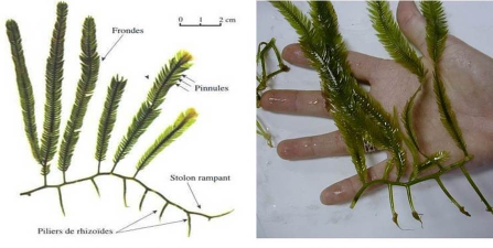 小众送妈妈的花有哪些花