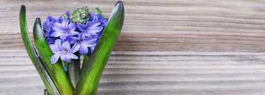 小众送妈妈的花有哪些花