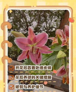 小众送妈妈的花有哪些花