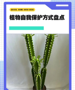 植物保护自己的方法有哪些?