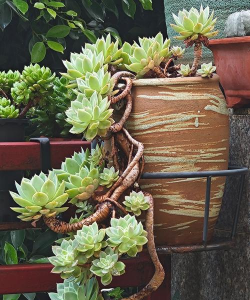 小众送妈妈的花有哪些花