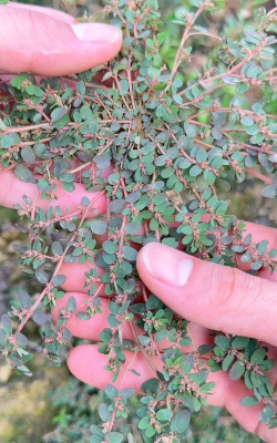 小众送妈妈的花有哪些花