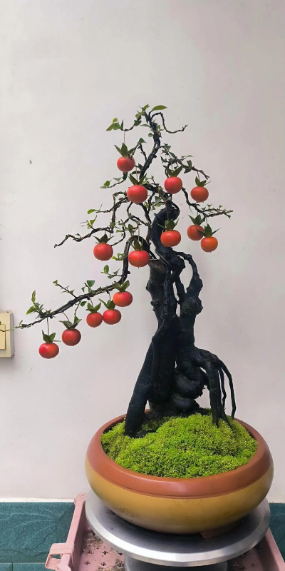 小众送妈妈的花有哪些花