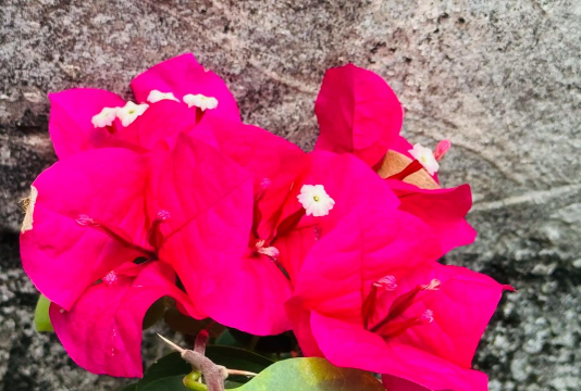 小众送妈妈的花有哪些花