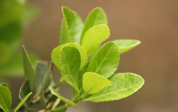 小众送妈妈的花有哪些花