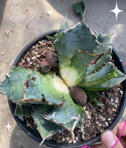 龙舌兰怎么繁殖