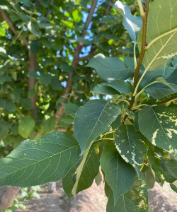 海棠树长什么样