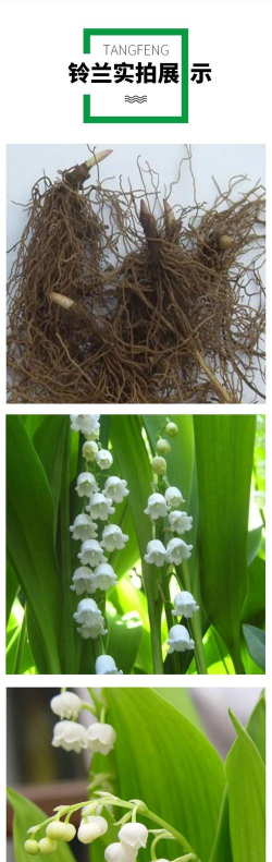 小众送妈妈的花有哪些花