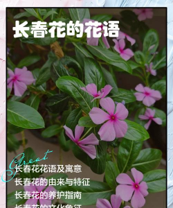 长春花花语