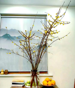 小众送妈妈的花有哪些花