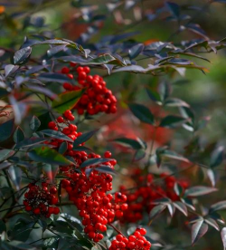 小众送妈妈的花有哪些花