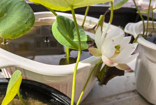 小众送妈妈的花有哪些花