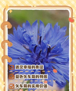 蓝色矢车菊的花语