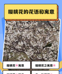 车厘子花语