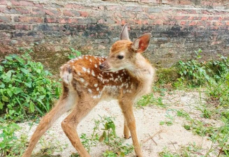 小众送妈妈的花有哪些花
