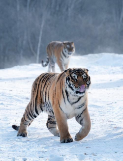 小众送妈妈的花有哪些花