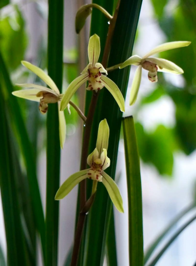 小众送妈妈的花有哪些花