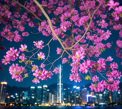 小众送妈妈的花有哪些花