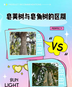 皂荚树与皂角树区别