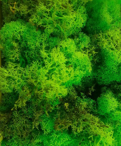 小众送妈妈的花有哪些花