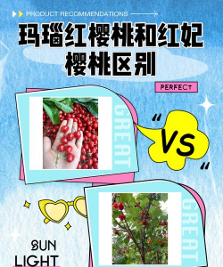 红妃樱桃品种介绍
