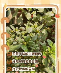 杜鹃花花苞干枯是什么原因 杜鹃花花苞干枯是什么原因