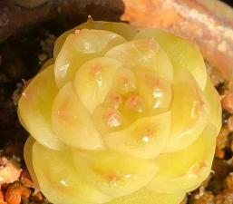 小众送妈妈的花有哪些花