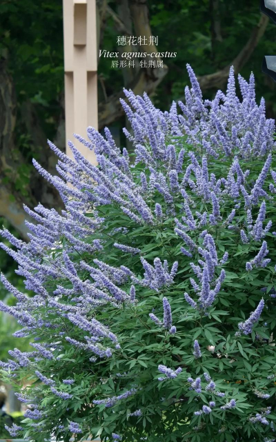 穗花牡荆的养殖方法和注意事项