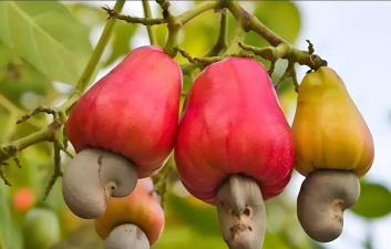 小众送妈妈的花有哪些花