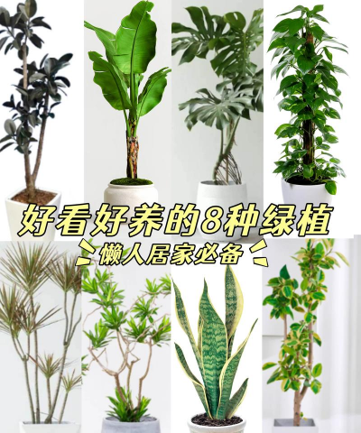 树木类的植物有哪些