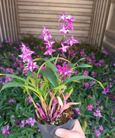 小众送妈妈的花有哪些花