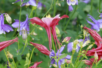 小众送妈妈的花有哪些花