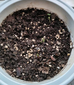 小众送妈妈的花有哪些花