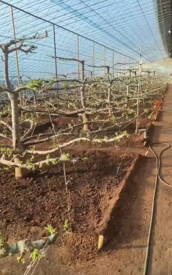 小众送妈妈的花有哪些花