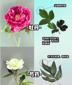 小众送妈妈的花有哪些花