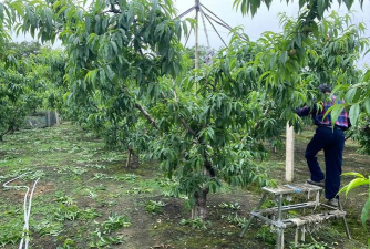 小众送妈妈的花有哪些花